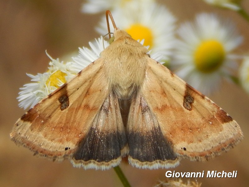 Helicoverpa armigera ed Heliothis peltigera